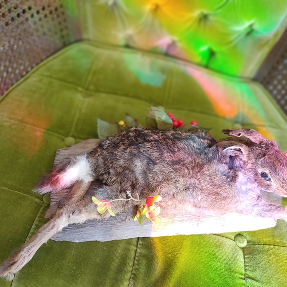 Cottontail rabbit taxidermy - Picture 2 of 4